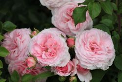 Мария Тереза (Mariatheresia)