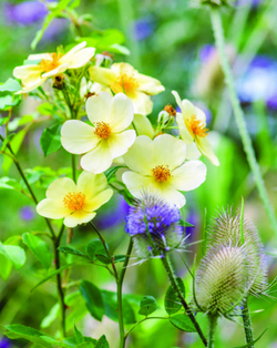 David Austin's English Roses