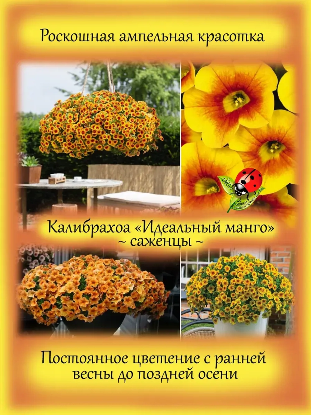 Калибрахоа Идеальный манго ампельная