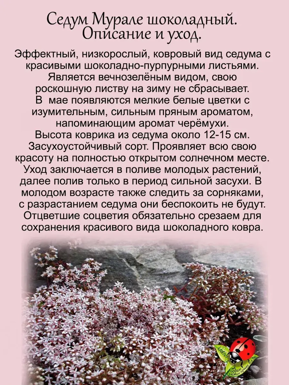 Седум Мурале шоколадный очиток
