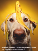 Гроб для собаки