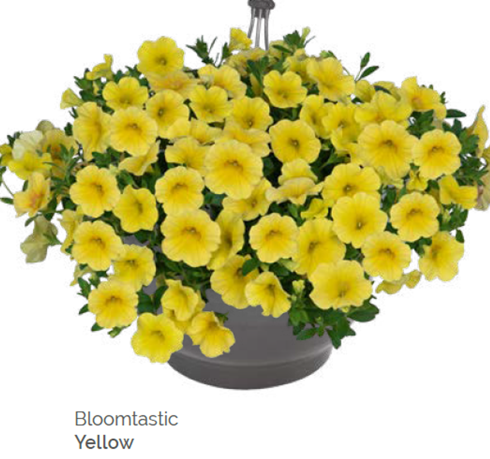 Калибрахоа Bloomtastic Yellow укорененный черенок ОКС февраль 26 Dummen Orange