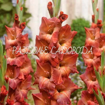 Гладиолус Могикан