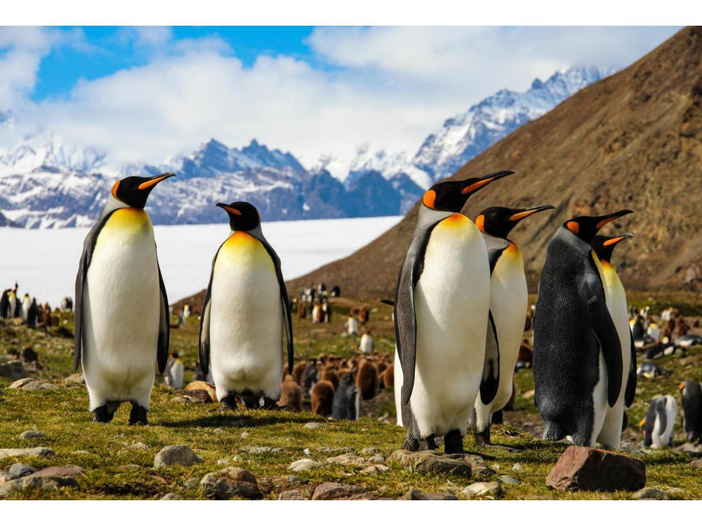 Картина по номерам 30х40см. "Королевские пингвины" (Арт. ХК-0911)
