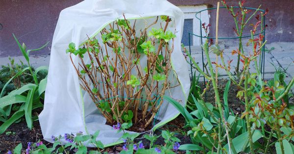 Вопрос-ответ: отвечаем на самые частые вопросы иркутских садоводов об апрельских работах