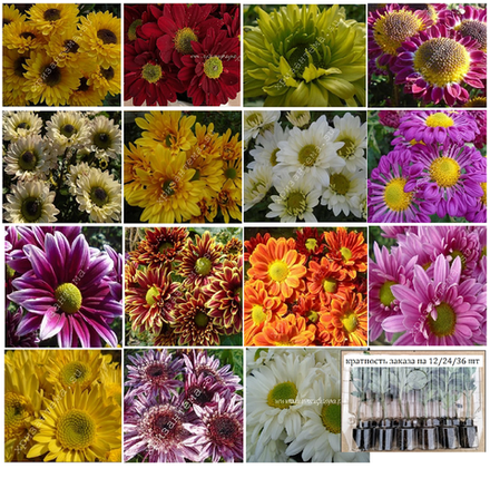набор №4 кустовая ромашки /поставка май 2026г/