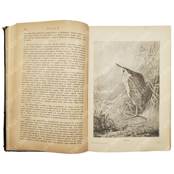 Мензбир М. А. Птицы. - СПб.: Типография Акц. общ. Брокгауз-Ефрон, 1904–1909.