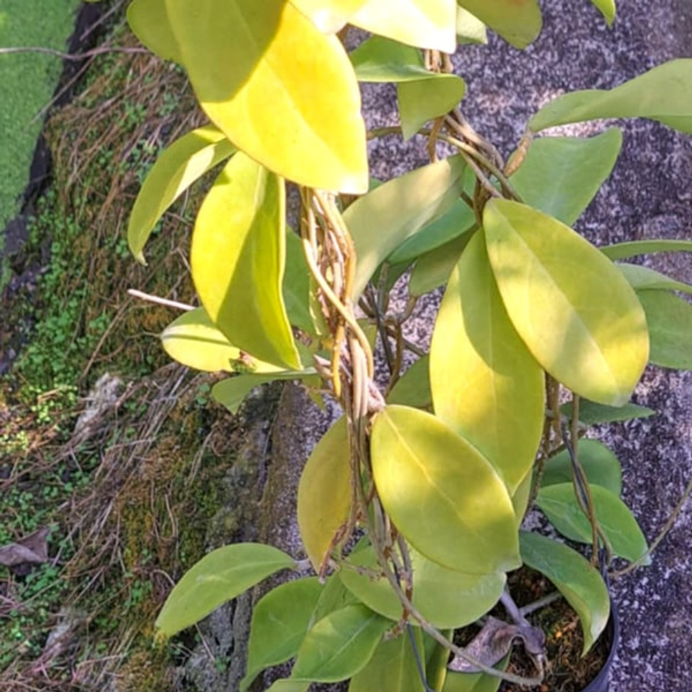 Хойя MINDORENSIS YELLOW