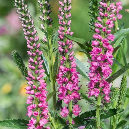 Вероника колосковая "Rotfuchs". Veronica spicata "Rotfuchs".
