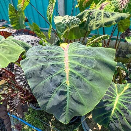 Колоказия SNAKE EYE