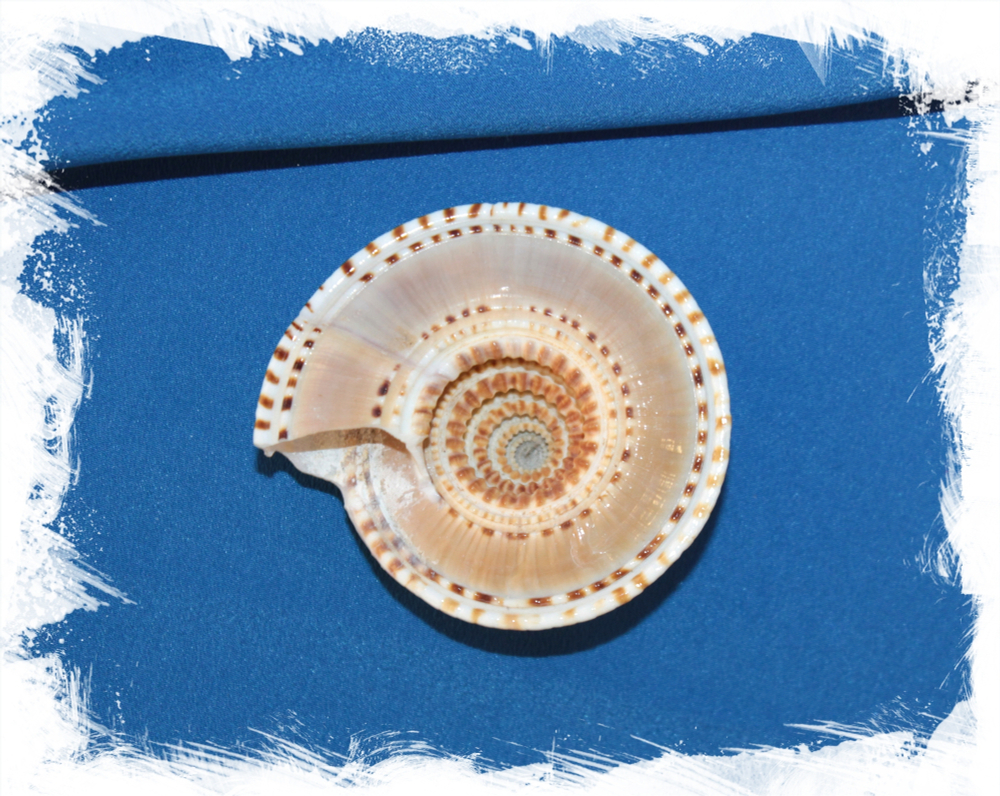 Архитектоника, 6-8см, 1шт