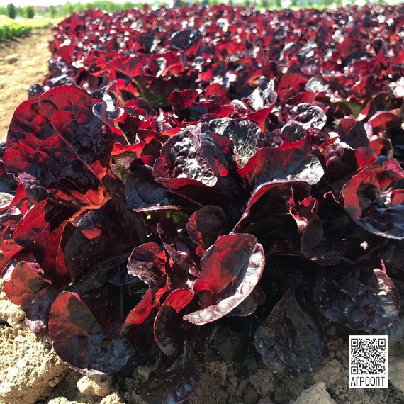 Сатудай семена салата дуболистного (Rijk Zwaan / Райк Цваан) в поле – фото 4