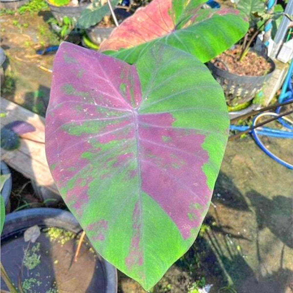 Колоказия PINK LOTUS