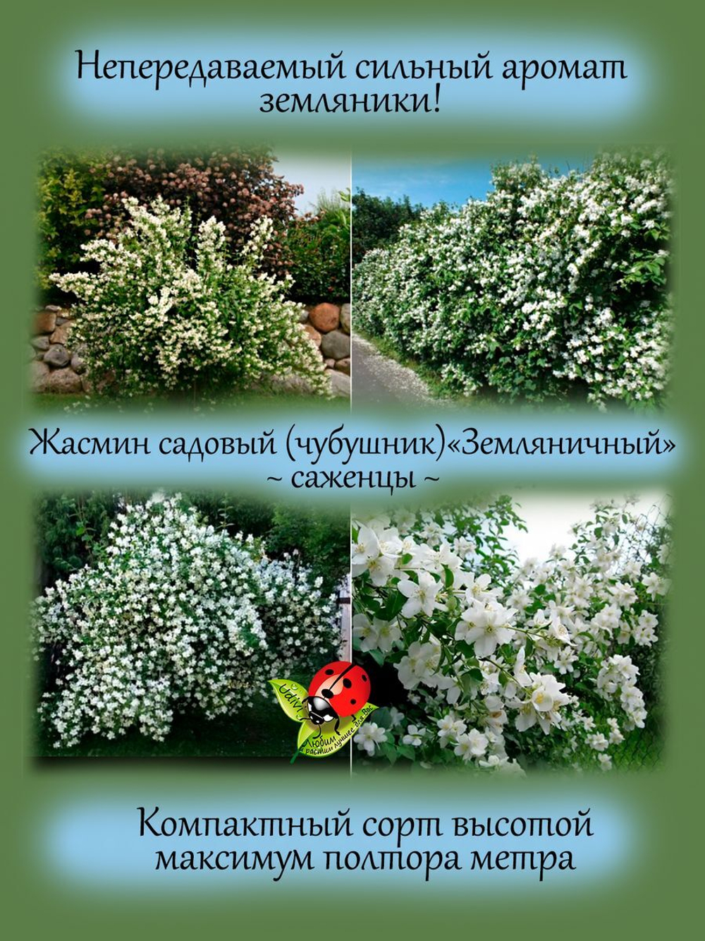 Жасмин Земляничный садовый чубушник ароматный