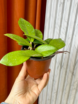 Хойя Карноза, D10см Н15см, 1шт, Urban Jungle