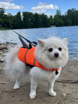 Спасательный жилет для собак и всех животных