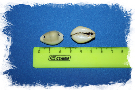 Ципрея монета с двумя отверстиями