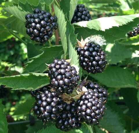 Ежевика Тройная корона