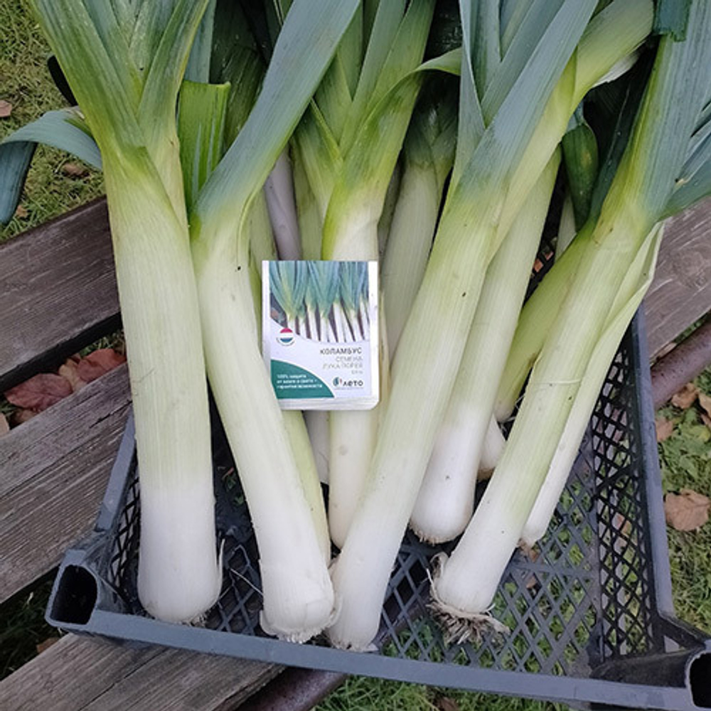 Cемена лука порей Коламбус, Bejo, 0,5 гр.