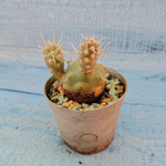 Tephrocactus Articulatus Papyracanthus (Тефрокактус)