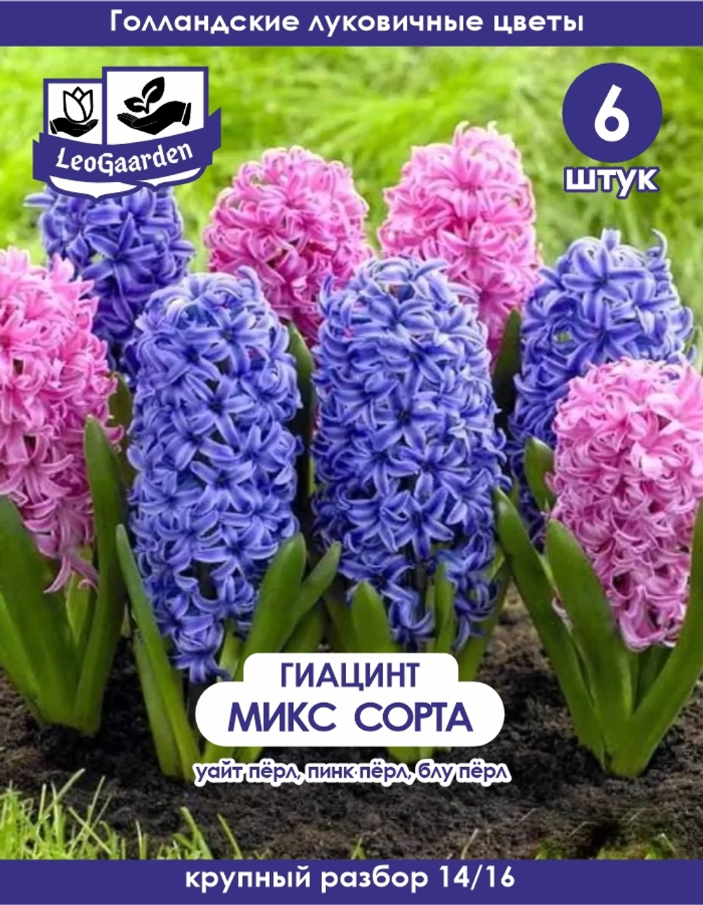 Луковицы цветов гиацинт, Микс сортов, 6шт
