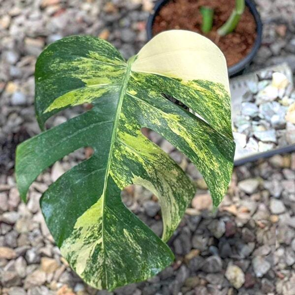 Монстера AUREA TRICOLOR