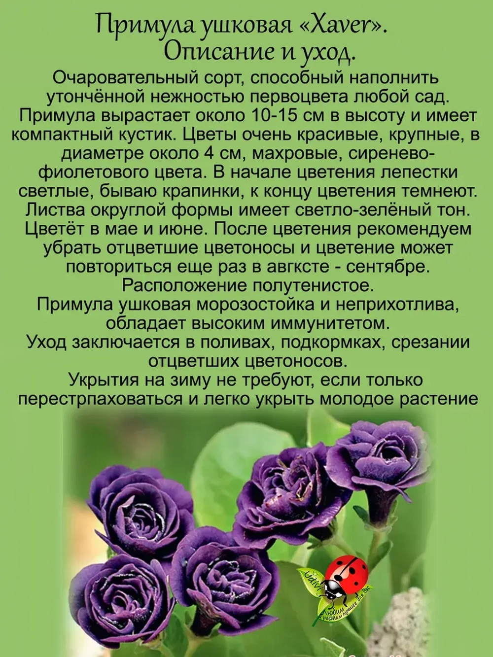 Примула Ксавьер ушковая первоцвет