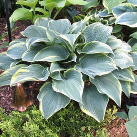 Хоста гибридная Блю Ивори С5