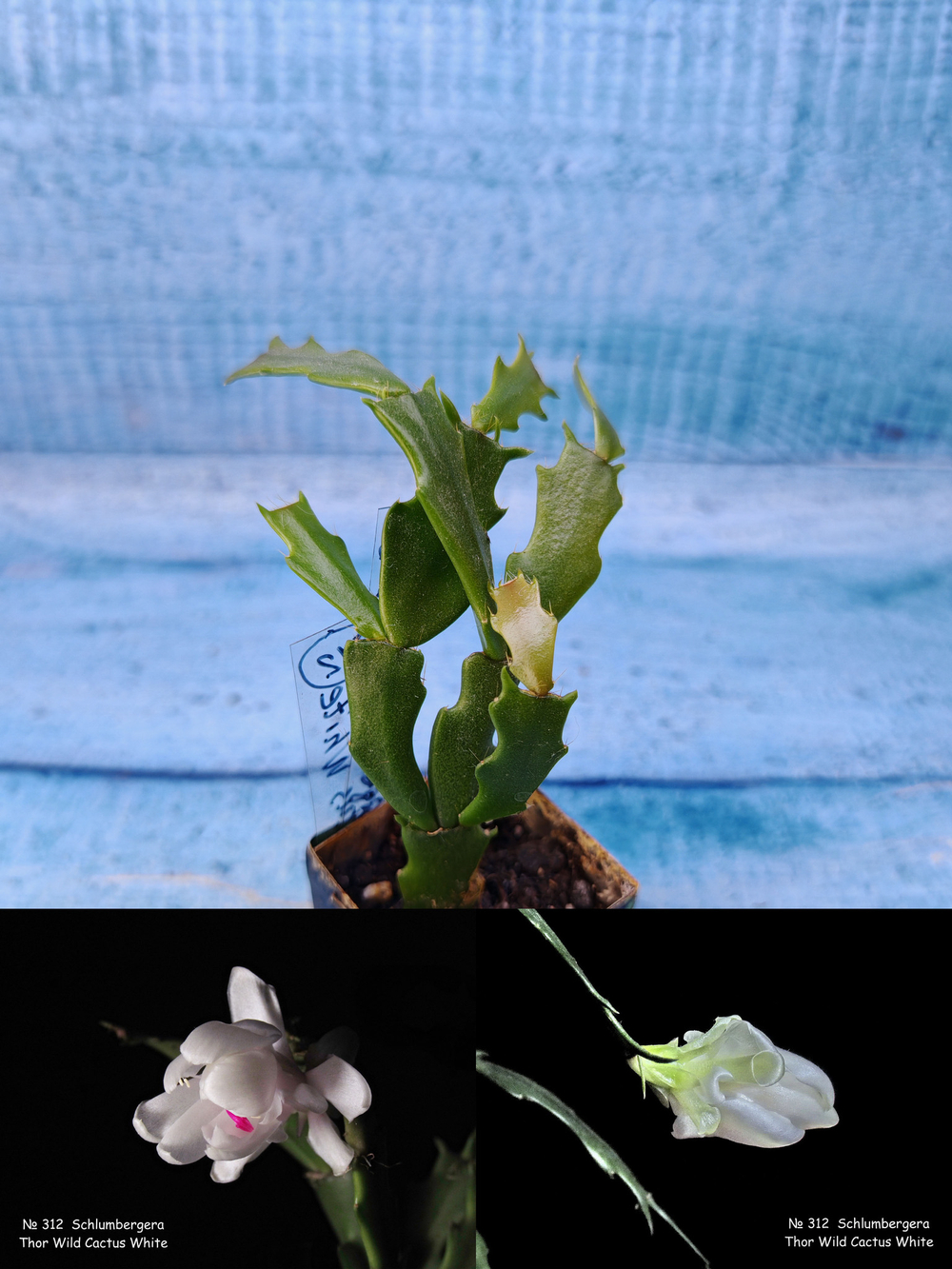 Schlumbergera cv. Thor Wild Cactus White (Шлюмбергера)