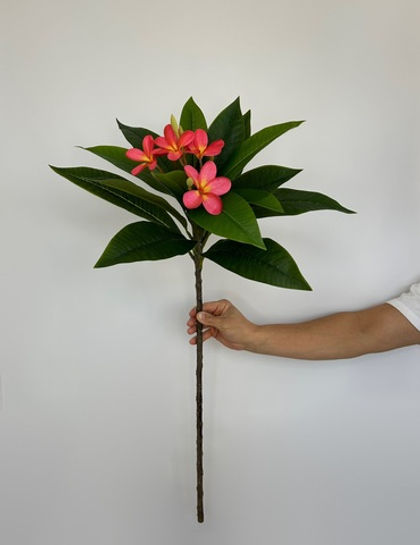 Плюмерия Красная пропилен