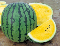 Арбуз Оранж Кинг F1 (50шт)  Витагрин Профи