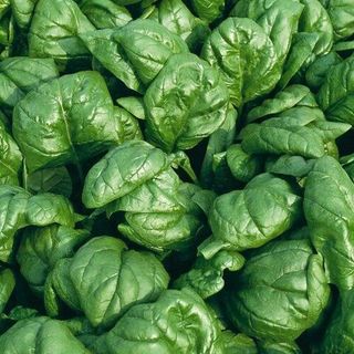 Шпинат Аполло 50 грамм