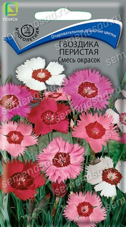 Гвоздика перистая Смесь окрасок 0,3г Ц Поиск