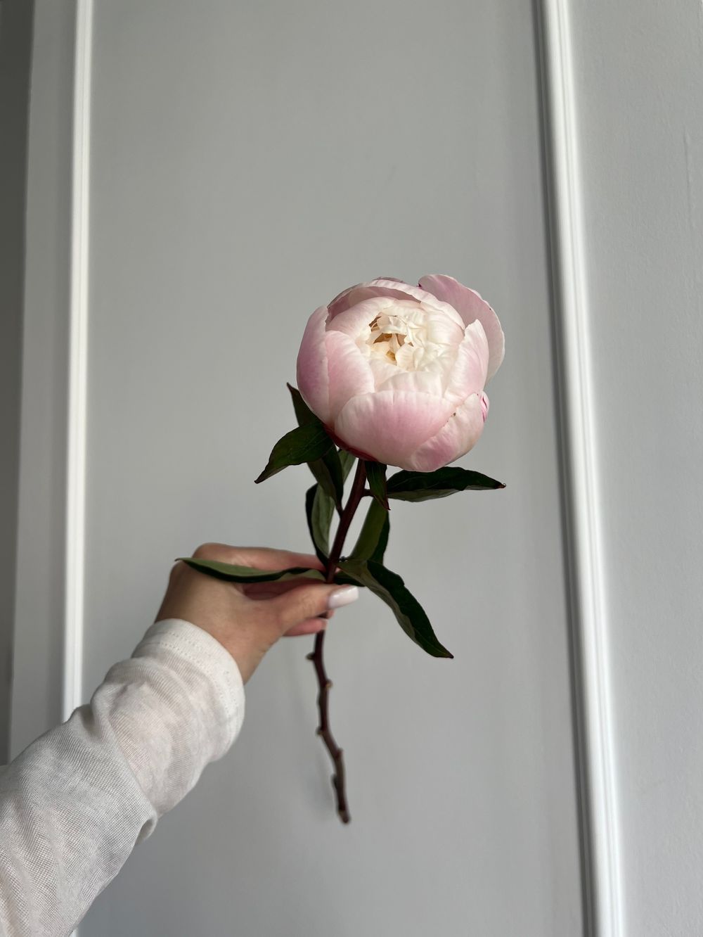 Пион в бело-розовом оттенке