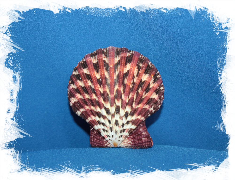 Ракушка морского гребешка Глорипаллиум паллиум (сдвоенная, склеена), 4-5см, 1шт