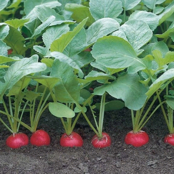 Стеллар F1 семена редиса (Syngenta / ALEXAGRO) культура – фото 4