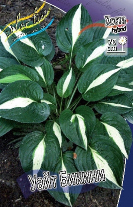 Hosta White Bikini