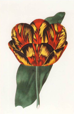 100 Flowers: One Hundred Postcards from the Royal Horticultural Society