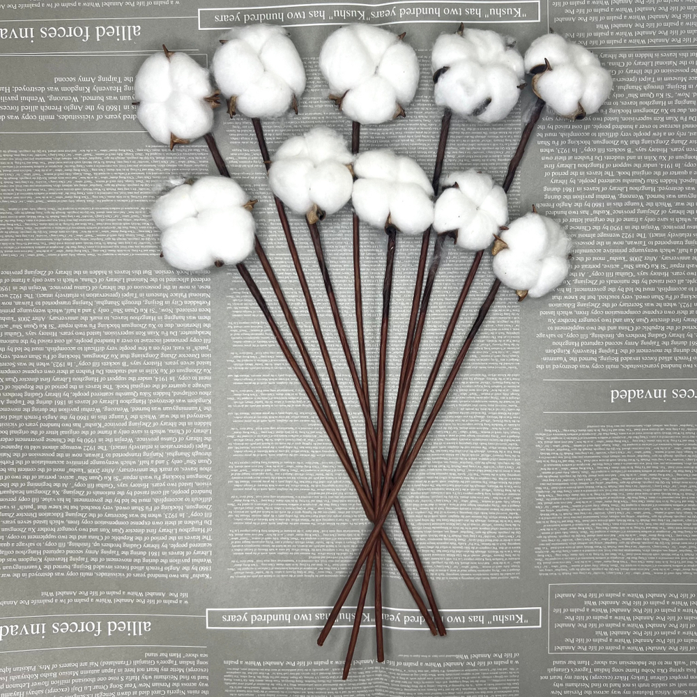 Хлопок сухоцвет