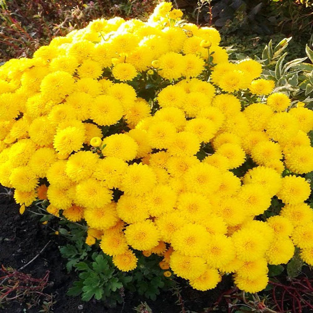 Хризантема мультифлора шаровидная желтая фото