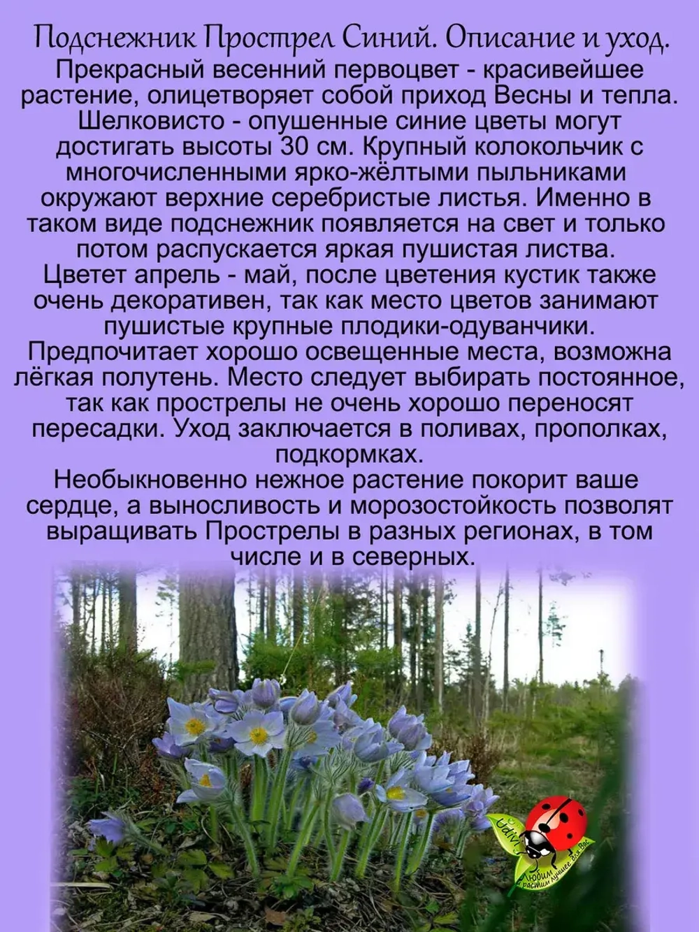Подснежник Прострел Синий первоцвет