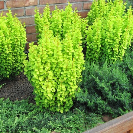 Барбарис Тунберга Erecta