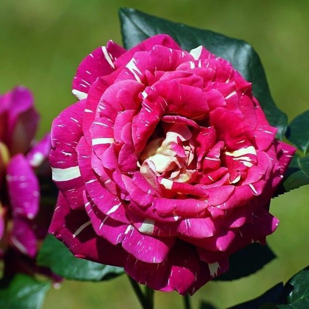Роза чайно-гибридная Тигровая Фантазия