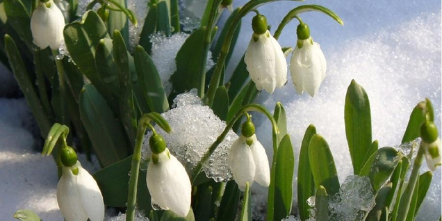 Спросите "Убежище": как встретить весну