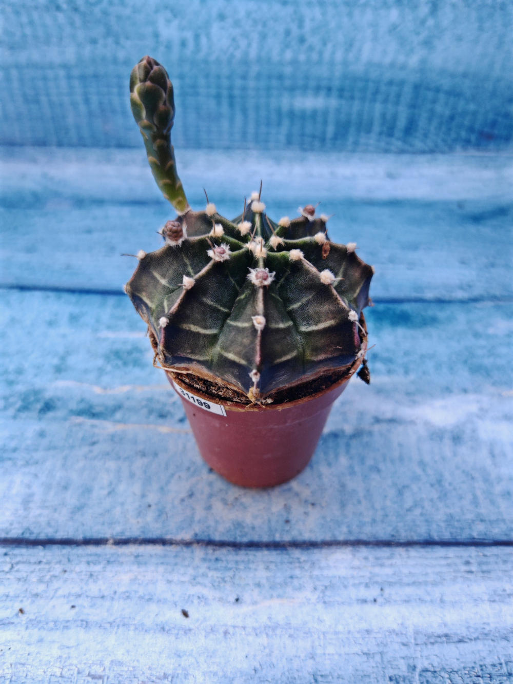 Gymnocalycium Friedrichii (Гимнокалициум)