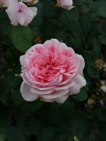 Роза шраб Александра Принцесса Люксембургская