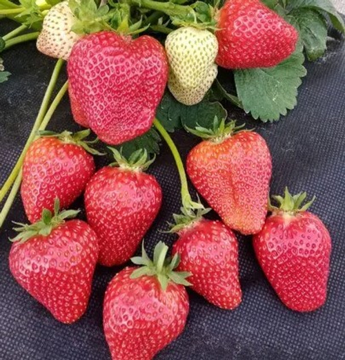 Сандра (Sandra), ультра-ранний сорт. Италия.