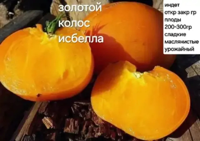 ЗОЛОТОЙ КОЛОС ИСБЕЛЛА