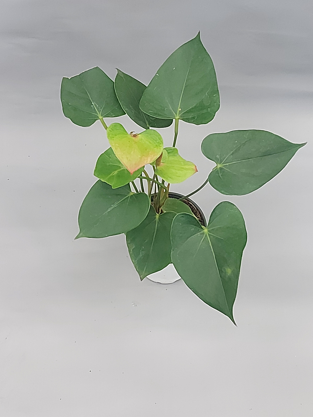 Антуриум Ред Липстик 11/40