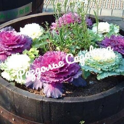 Капуста декоративная